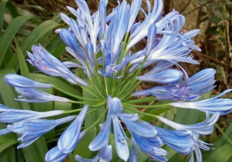 Fotos del hotel Vila Ventura:  4