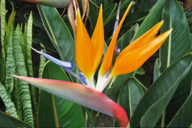 Fotos del hotel Vila Ventura:  8