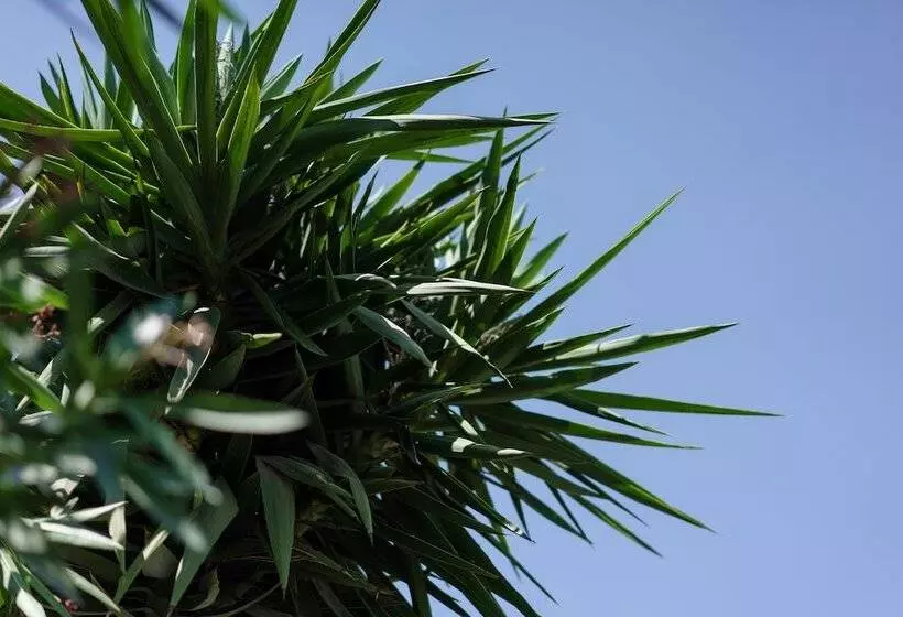 Fotos del hotel Costa Maya Bodrum:  8