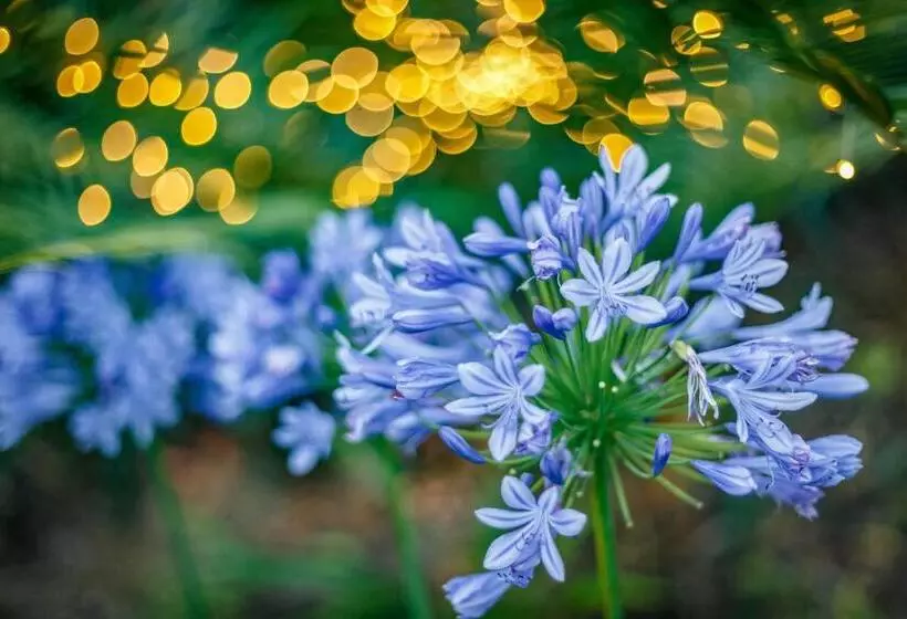 Fotos del hotel Sensom Luxury Bed And Breakfast:  5