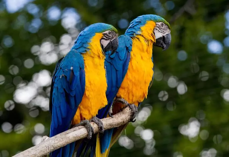 Fotos del hotel Arrayanes Playa:  11