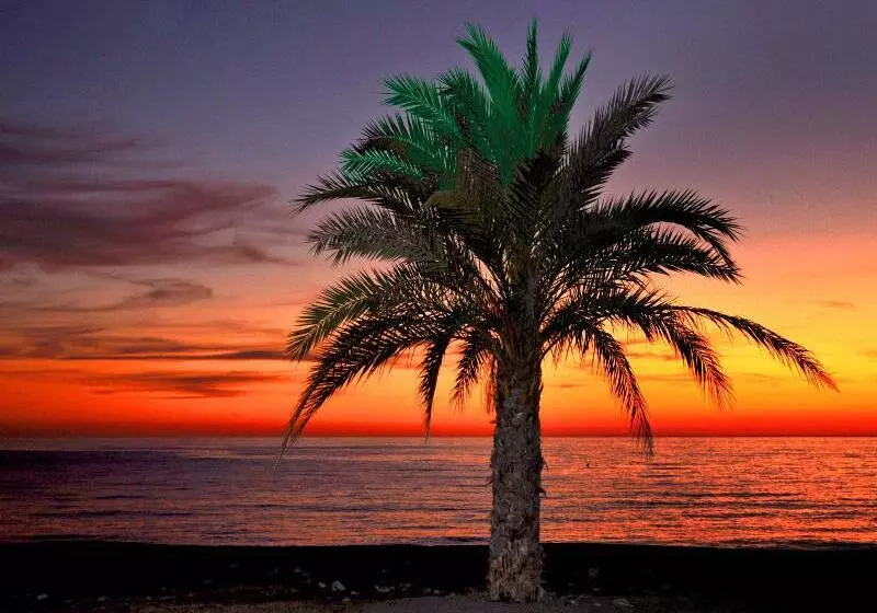 Fotos del hotel Arrayanes Playa:  22