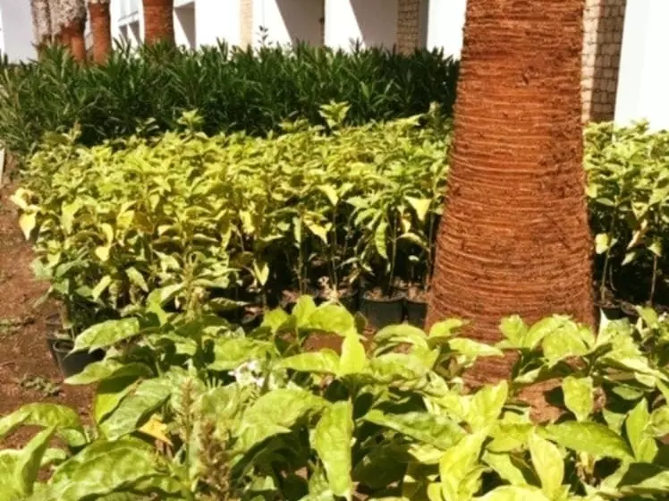 Fotos del hotel Robinson Club Cabo Verde:  7