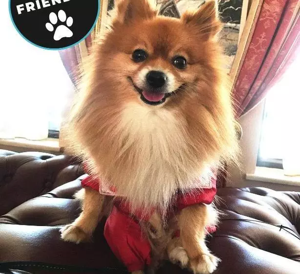 Fotos del hotel Elegant Lux:  3