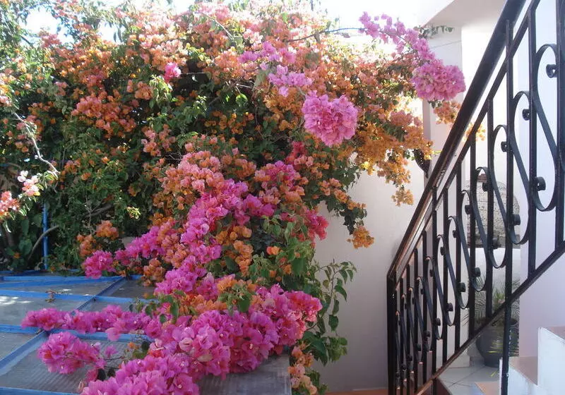 Fotos del hotel Riad Marlinea:  25