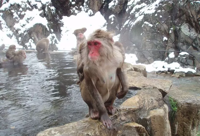 Fotos del hotel Shibu:  5