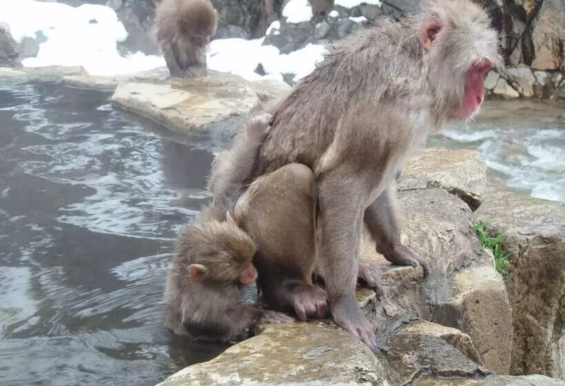 Fotos del hotel Shibu:  3