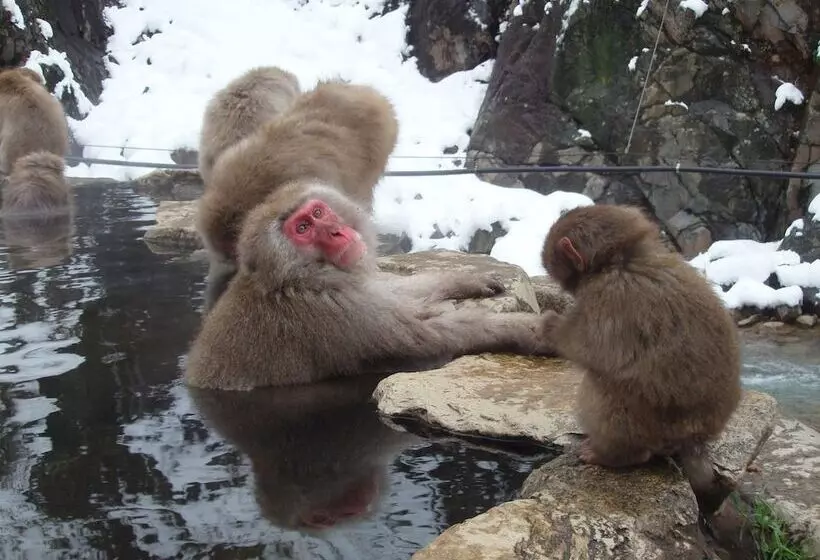 Fotos del hotel Shibu:  15