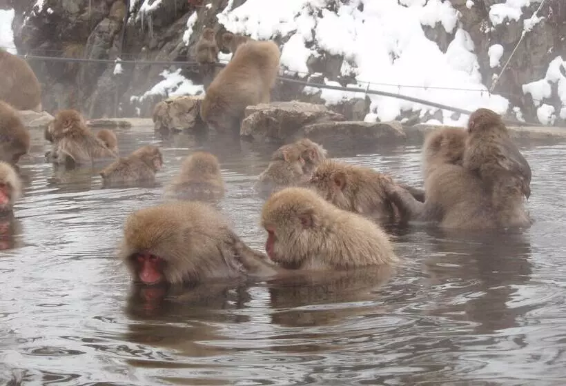 Fotos del hotel Shibu:  7