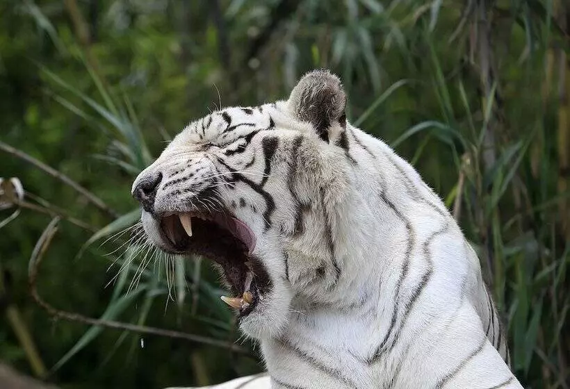 Fotos del hotel Royalty:  8