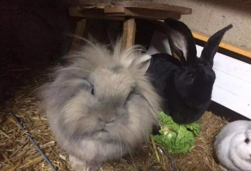 Fotos del hotel Snowbunnys Backpackers Hostel:  6