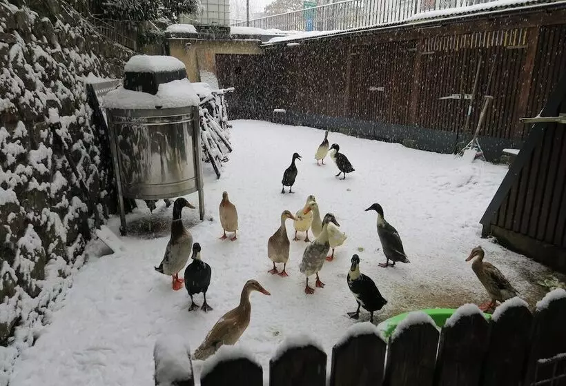 Fotos del hotel Snowbunnys Backpackers Hostel:  12