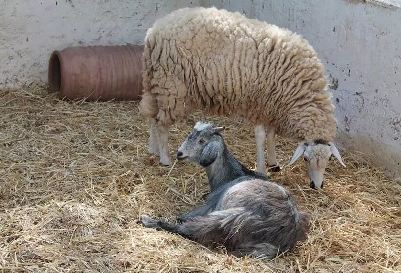 Fotos del hotel Villa Daba:  12