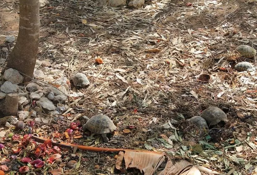 Fotos del hotel Villa Daba:  16