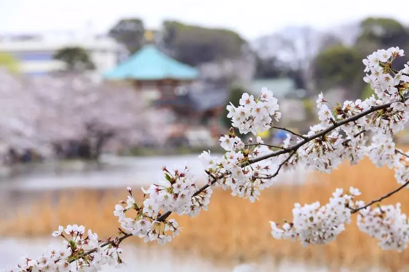 Fotos del hotel Centurion  Ueno:  15