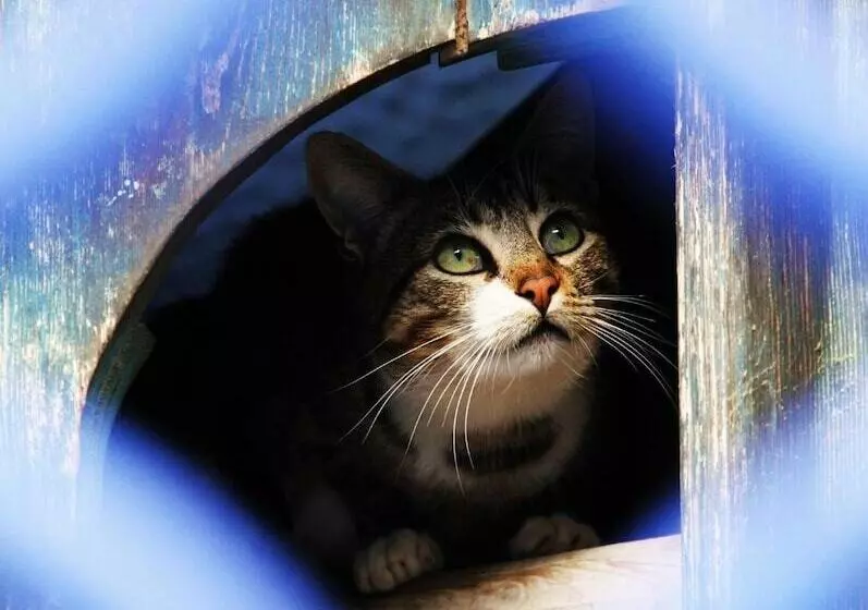 Fotos del hotel Dar Mounir:  6