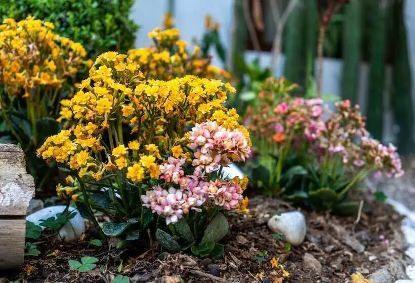 Fotos del hotel Casa Los Cantaros Hotel Boutique:  7