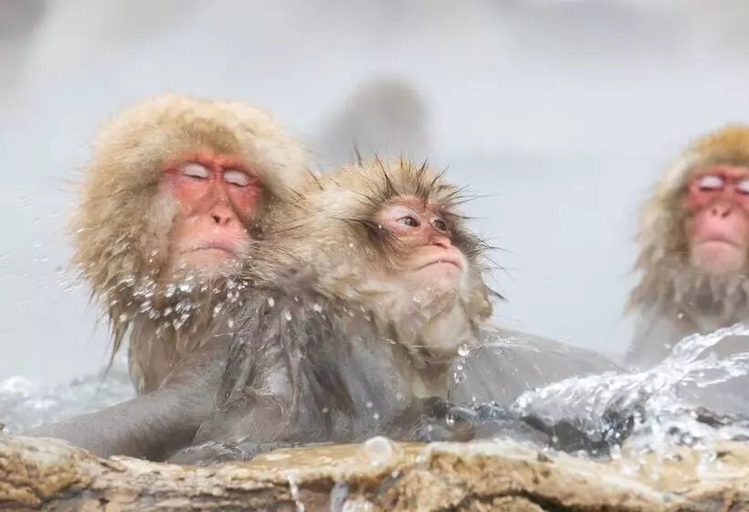 Fotos del hotel Ichibokaku:  11