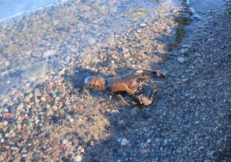 Fotos del hotel Koura Lodge:  6