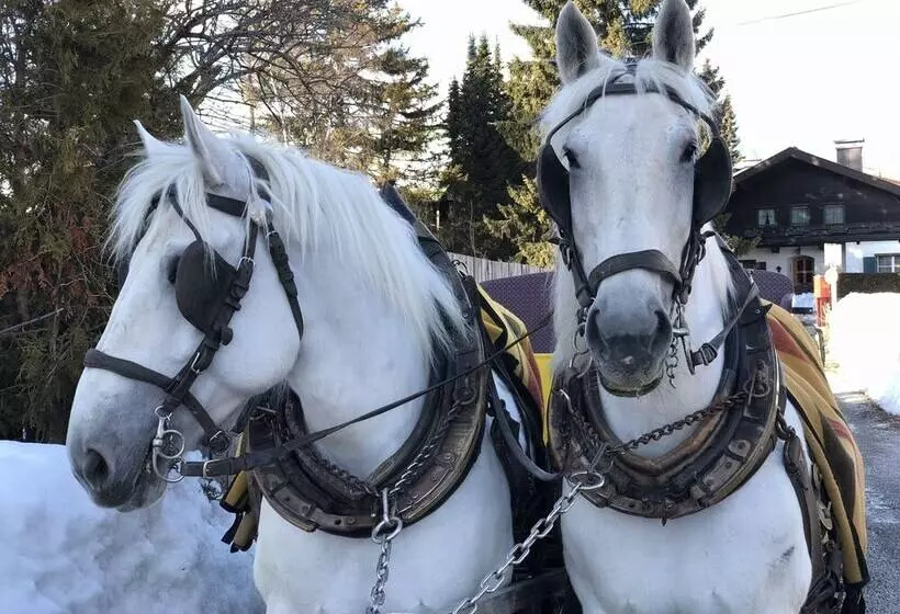 Fotos del hotel Haus Alpengruss:  17