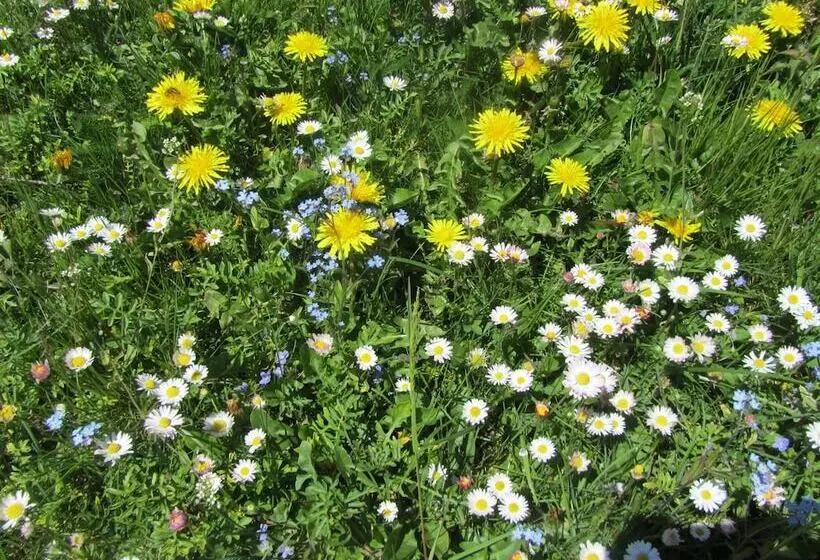 Fotos del hotel Haus Alpengruss:  5