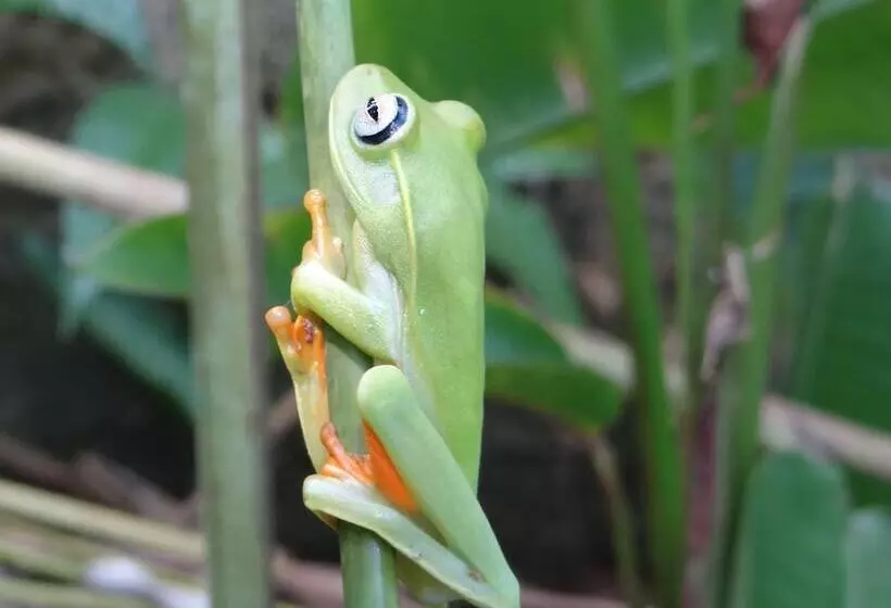 Fotos del hotel Eliconial Paraty Pousada:  17