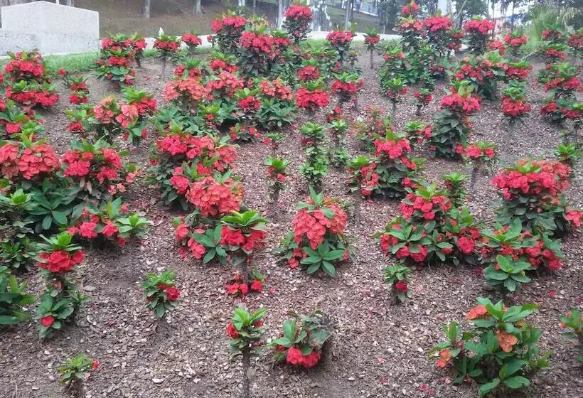 Fotos del hotel Europa  Boutique Manizales:  6