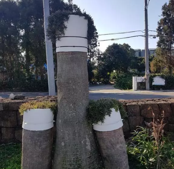 Fotos del hotel Jungmun Resort Jeju:  7