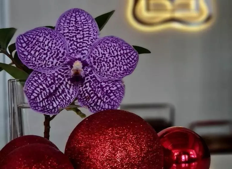 Fotos del hotel Betel Nut Lodge  Adult Only:  12