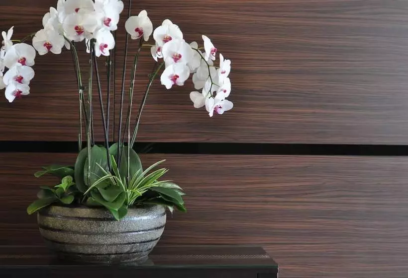 Fotos del hotel Dreamtel Kota Kinabalu:  10