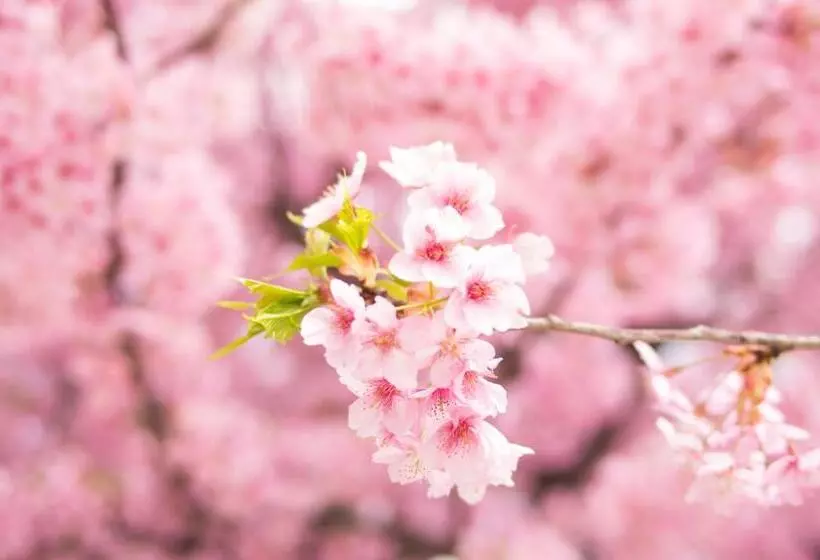 Fotos del hotel Sotetsu Fresa Inn Ochanomizujimbocho:  5