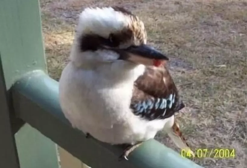 Fotos del hotel Goomburra Forest Retreat:  2