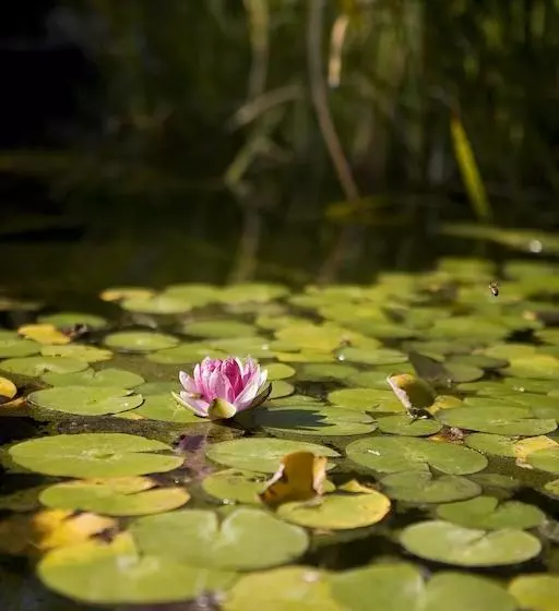 Fotos del hotel University House Anu:  14