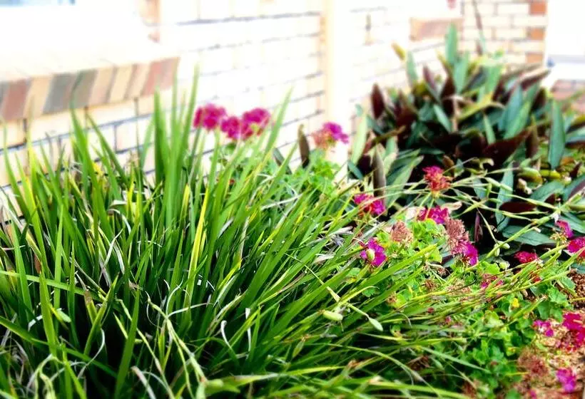 Fotos del hotel Norfolk Pine Motel:  3