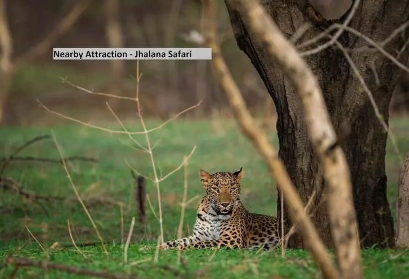 Fotos del hotel Collection O 2249  Blue Bird:  4