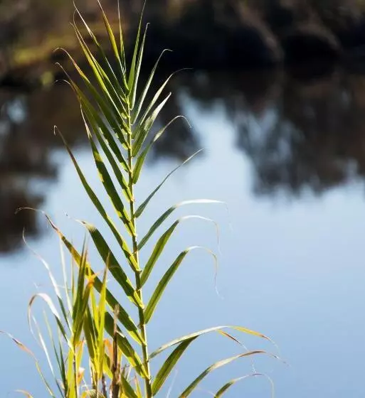 Fotos del hotel Swan River:  7