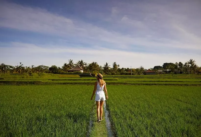 Fotos del hotel Element By Westin Bali Ubud:  16