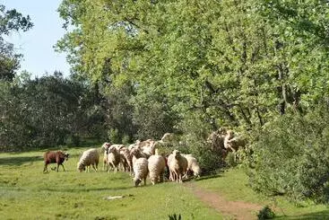 Finca La Ramallosa - Valverde del Fresno