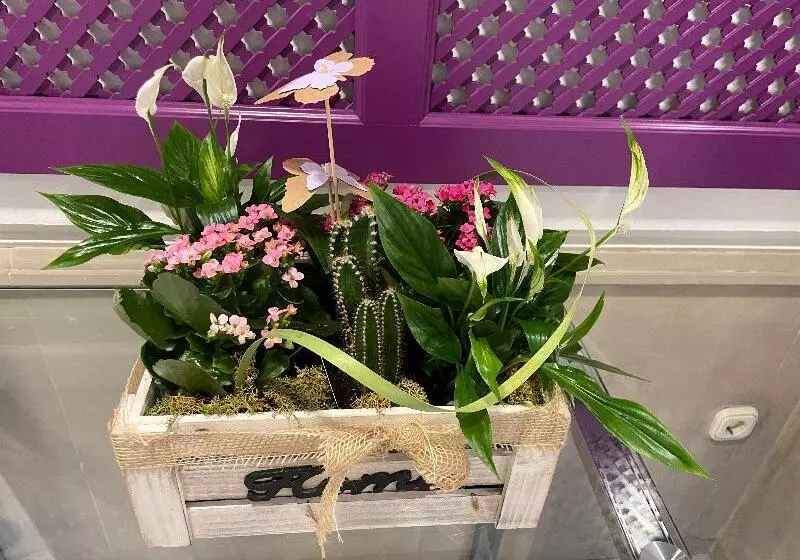 Fotos del hotel Plaza Cavana:  8