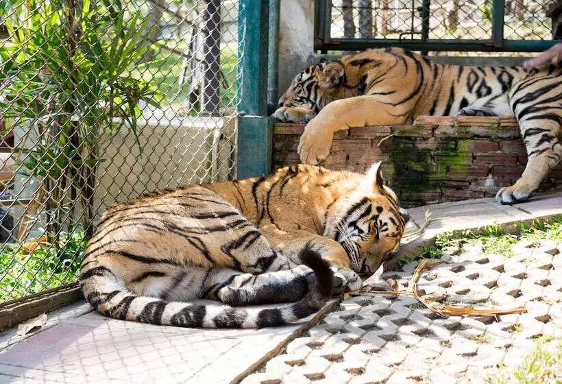 Fotos del hotel Laithai Guest House:  6