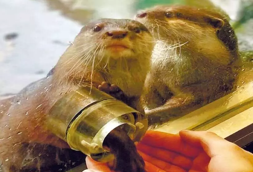 Fotos del hotel Ryuguden:  3