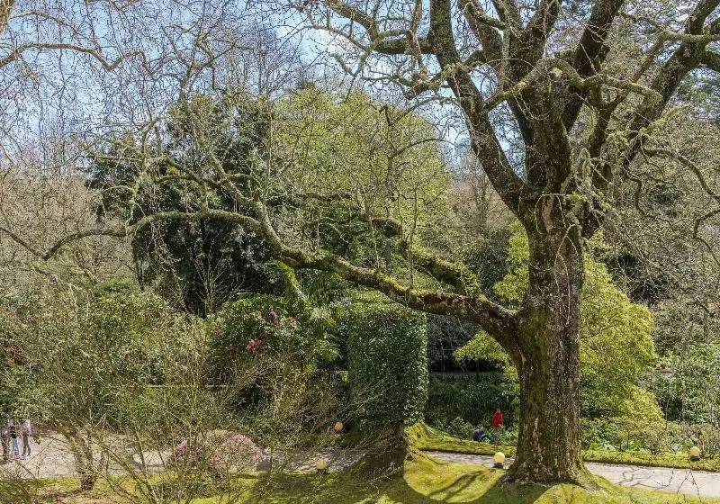 Fotos del hotel Terra Nostra Garden:  15