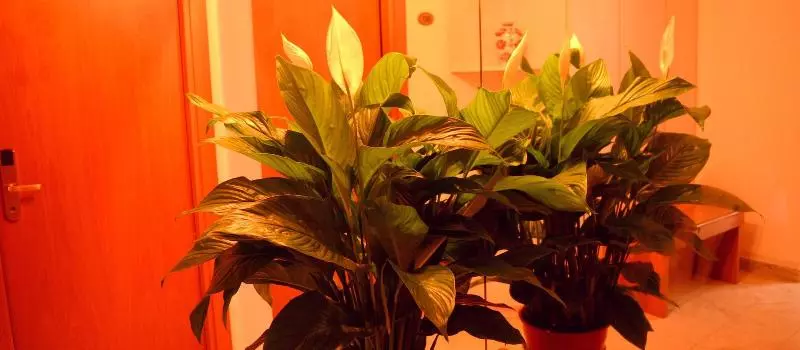 Fotos del hotel Francesco:  7