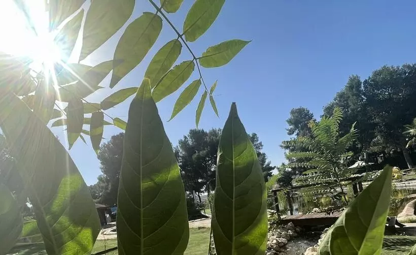 Fotos del hotel El Cisne:  10