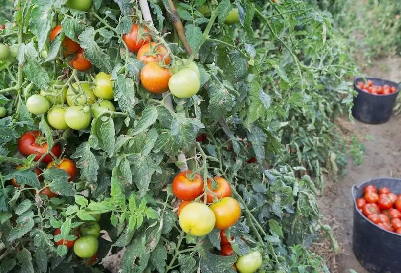 Fotos del hotel Mercè:  12