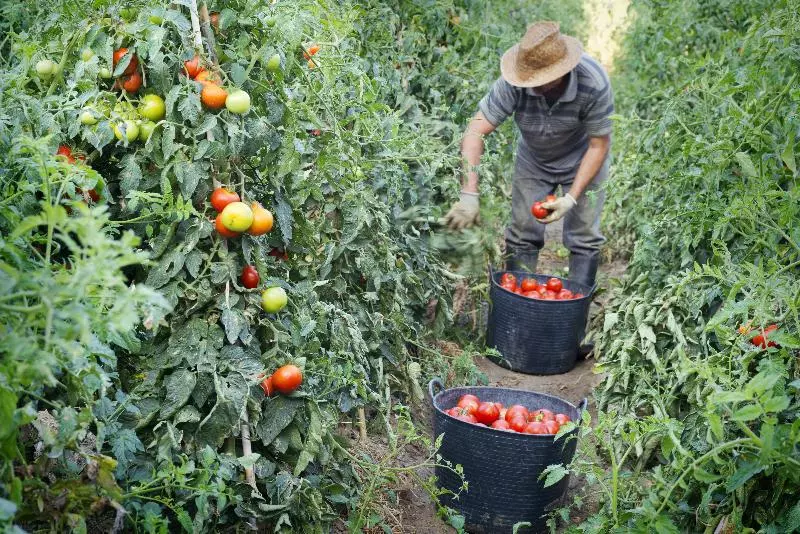 Fotos del hotel Mercè:  8