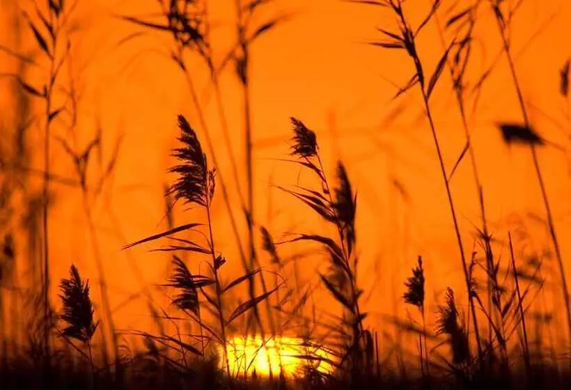 Fotos del hotel Cas Ferrer Nou Hotelet:  3