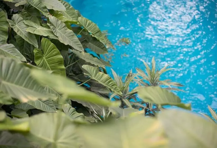 Fotos del hotel Hotel Jacarandas:  12