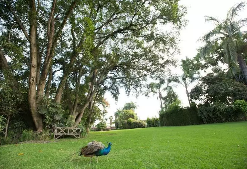 Fotos del hotel Hotel Jacarandas:  13