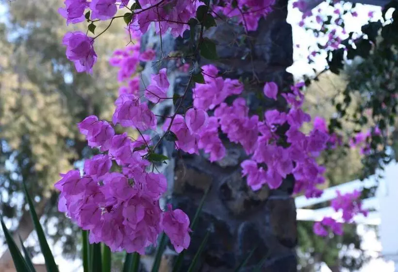 Fotos del hotel Arion Bay:  6